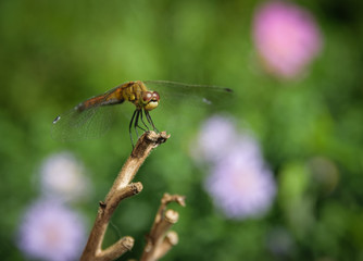 Dragonfly on a branch. Macro with shallow depth of field.