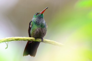 Fototapeta na wymiar Kolibri im Regen - Costa Rica