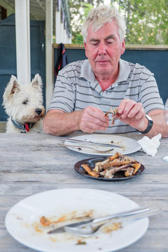 West highland terrier westie dog watching retired man pick at bones after meal