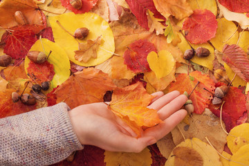 maple leaf in hand outdoor