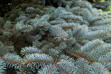 Coniferous branches close up.