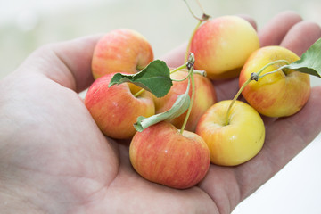 Many small apples in hand