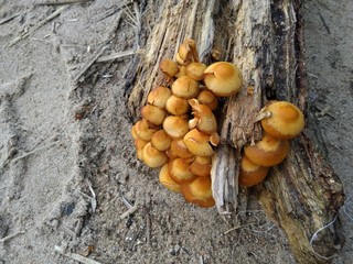 Honey fungus
