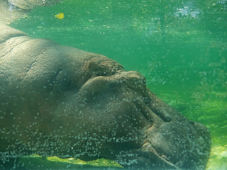 Close up Hippopotamus Sleeping Underwater in The Pond