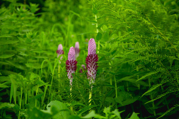 View of blooming flowers and fresh green meadows in Caucasian mountains,  Sochi, Russia