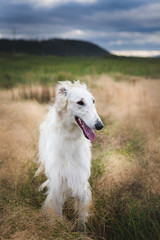 Naklejka na ściany i meble Profile Portrait of beautiful beige russian borzoi dog standing in the field ay sunset