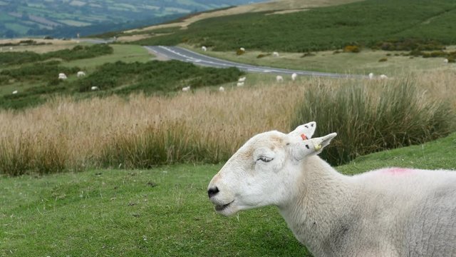 A Welsh Mountain sheep in the Brecon Beacons Powys Wales