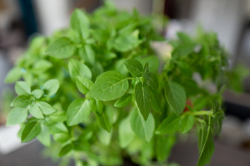 Fresh green mint plant in a pot