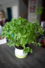 Fresh green mint plant in a pot