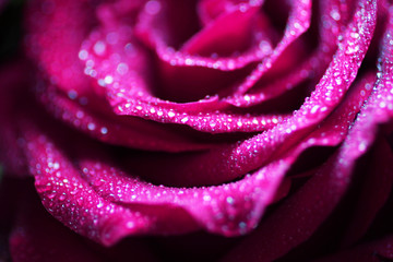 Roses fuchsia in drops of dew