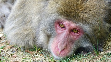 Japanischer Makake, wilde Affen mit rotem Gesicht