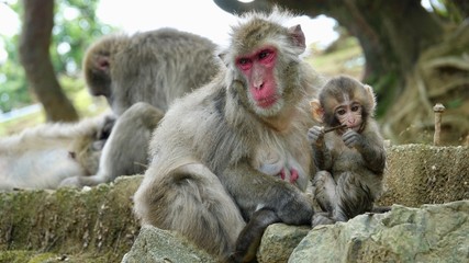 Japanischer Makake, wilde Affen mit rotem Gesicht