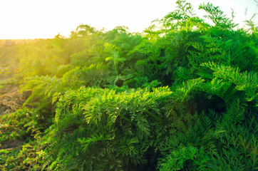 a young carrot grows in the soil close-up. farming, eco-friendly agricultural products, detox, fresh vegetables, vegetarian food. selective focus