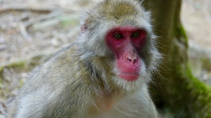 Obraz premium Japanischer Makake, wilde Affen mit rotem Gesicht