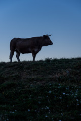 Fototapeta premium Vache Aubrac, contrejour 2