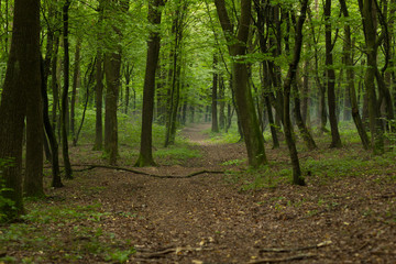 autumn season deep forest foggy natural scenery landscape with empty lonely ground trail 