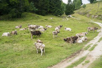 Cows grazing in mountain meadow