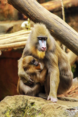 Female Mandrill and its child