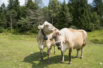 Naklejka na ściany i meble Cows grazing in mountain meadow