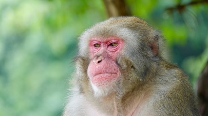 Japanischer Makake, wilde Affen mit rotem Gesicht