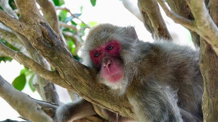 Japanischer Makake, wilde Affen mit rotem Gesicht
