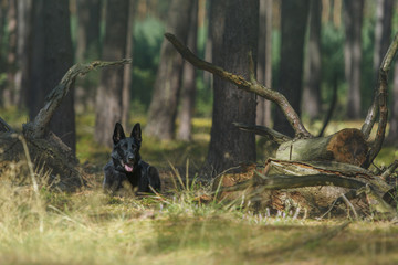Czarny owczarek niemiecki leżacy pomiędzy powalonymi drzewami w lesie