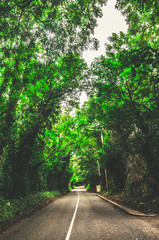 Obraz premium Road through row of trees