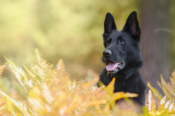 Portret czarnego owczarka niemieckiego wśród paproci © Agnieszka