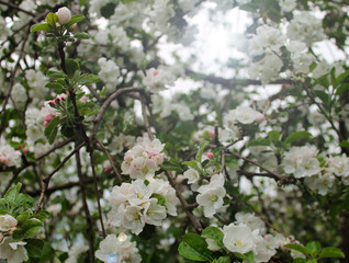 Blooming cherry in a garden