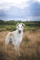 Portrait of gorgeous and elegant beige russian borzoi dog standing in the field