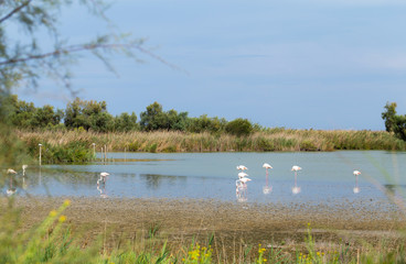 Beautiful Flamingo Birds 7