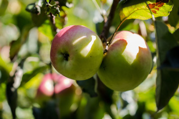 Untreated ripe apples on a tree branch in orchard. Organic plantation. Healthy living concept.