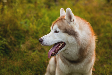 Profile portrait of lovely beige and white dog breed siberian husky sitting in the grass in early fall