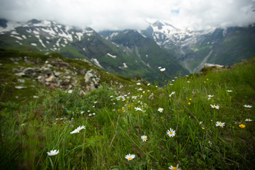 Landscape of Alpen mountains with meadow full of colorful flowers