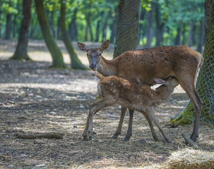 Mom deer suckling fawn