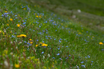 Fototapeta premium Macro of colorful meadow full of flowers in Alpen mountains
