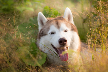 Close-up Portrait of adorable beautiful beige and white siberian husky dog is in the green grass at sunset