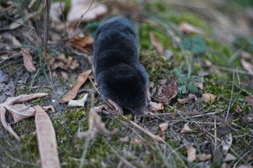 Mole, Talpa europaea, crawling around its natural habitat at dusk hunting for small insects. 