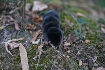 Mole, Talpa europaea, crawling around its natural habitat at dusk hunting for small insects. 