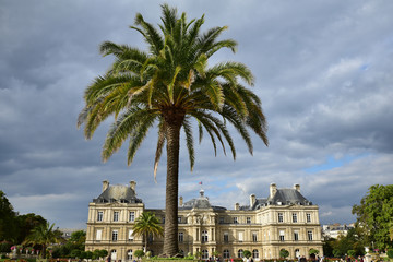 Palmier au jardin du Luxembourg à Paris, France