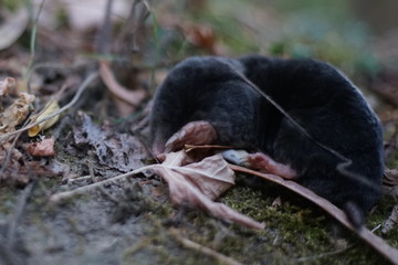 Mole, Talpa europaea, crawling around its natural habitat at dusk hunting for small insects. 