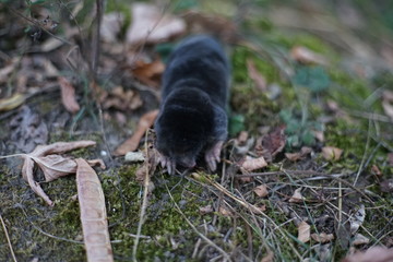 Mole, Talpa europaea, crawling around its natural habitat at dusk hunting for small insects. 