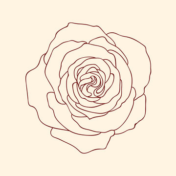 Linear graphic art of rose flower