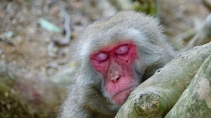 Japanischer Makake, wilde Affen mit rotem Gesicht