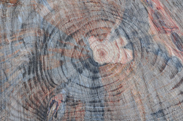 Fototapeta premium fresh cut tree