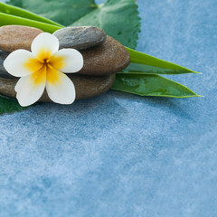 Fototapeta na wymiar Spa flower in stones on green leaves for relax massage on blue background with copy space