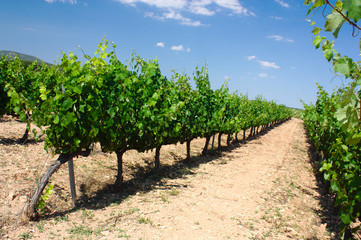 Fototapeta na wymiar Row of plants in a vineyard in summer