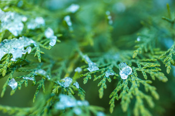 Green bushes and frost ice