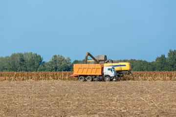 Fototapeta premium Harvesters harvest ripened sunflowers on a field.