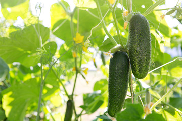 The growth and blooming of greenhouse cucumbers.